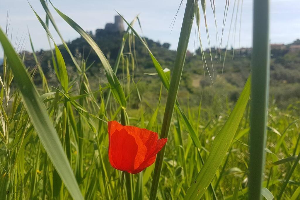 شقة La Casina Di Nonna Giulia Castiglione dʼOrcia المظهر الخارجي الصورة